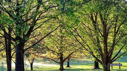 Trees in Spring - Cowra 